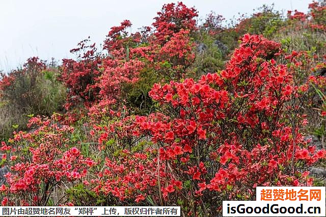 《广东开平天露山杜鹃花即将盛开》原文配图1