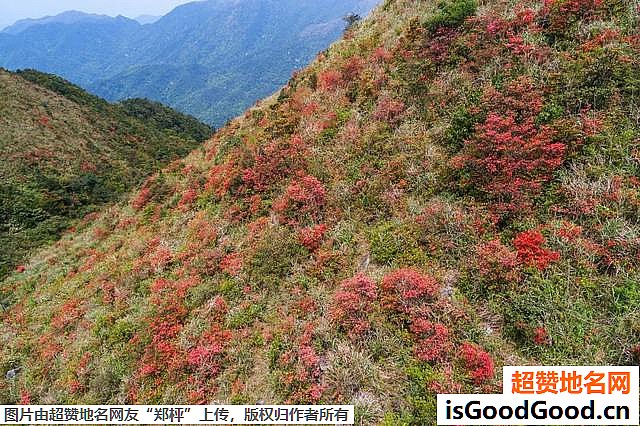 《广东开平天露山杜鹃花即将盛开》原文配图2