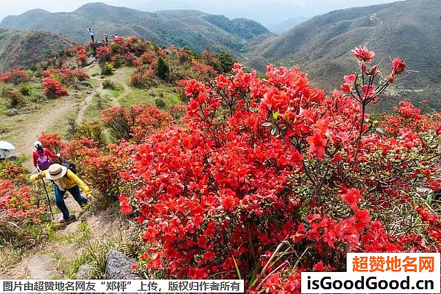 《广东开平天露山杜鹃花即将盛开》原文配图4