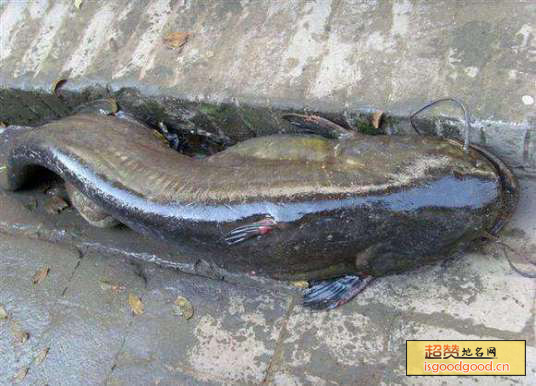 鄂尔多斯黄河鲶鱼特产照片