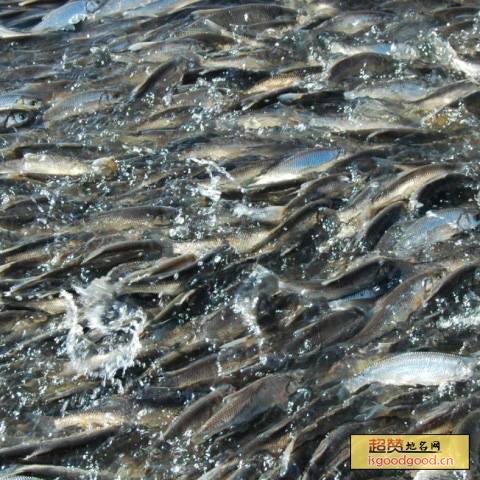 达里湖华子鱼特产照片