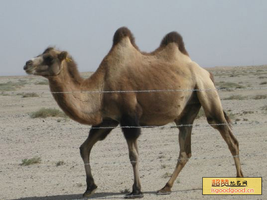 阿拉善骆驼特产照片