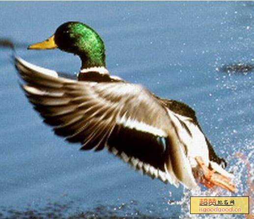 绿头野鸭特产照片