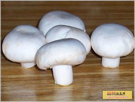 广灵双孢菇特产照片