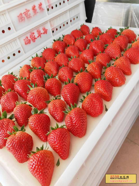 东港草莓特产照片