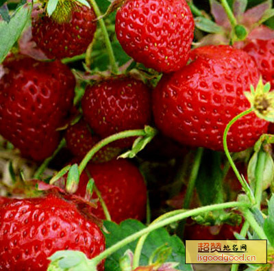 安丘草莓特产照片