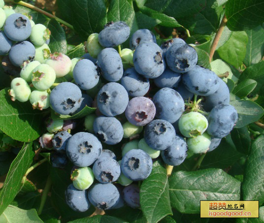 庄河蓝莓特产照片