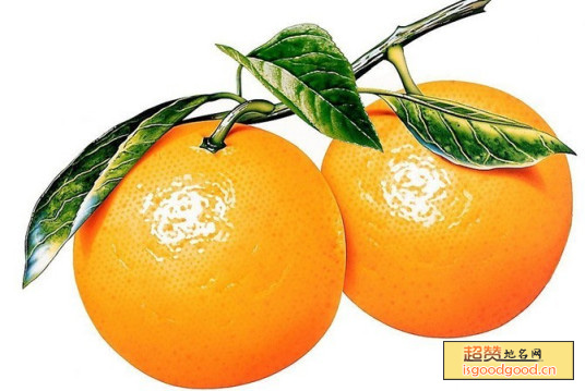 峨眉香橙特产照片