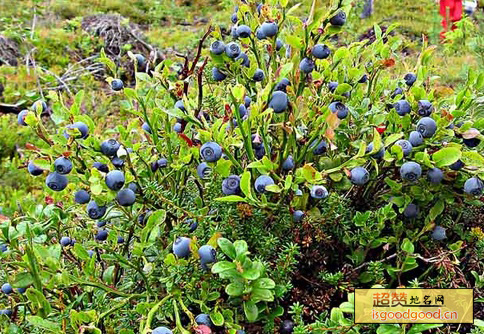 野生蓝莓特产照片