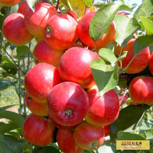 牡丹江金红苹果特产照片