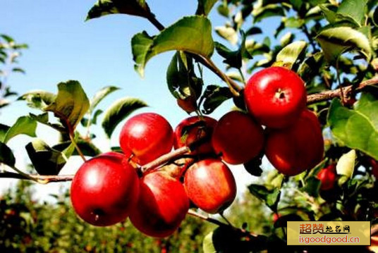 长林岛金红苹果特产照片