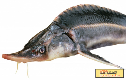 抚远鲟鱼特产照片