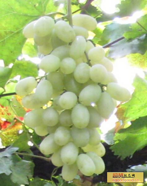 宣化白葡萄特产照片