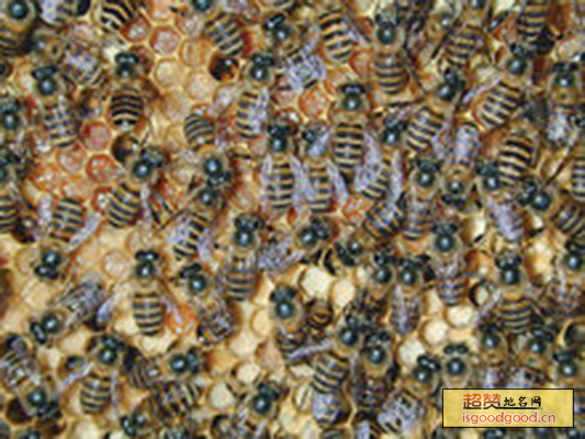 中华蜜蜂特产照片