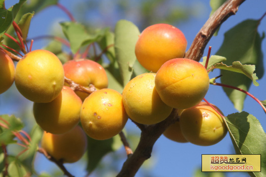 阿力玛里树上干杏特产照片