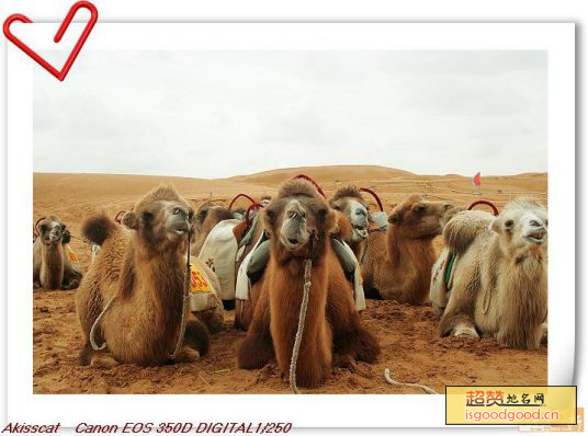 青海骆驼特产照片