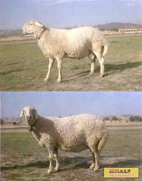 兰州大尾羊特产照片