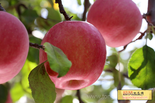 铜川苹果特产照片
