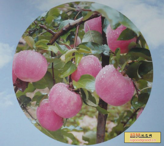 宜川苹果特产照片