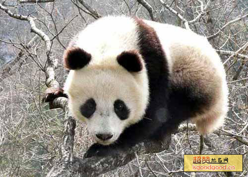 秦岭大熊猫特产照片
