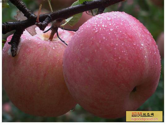 榆林山地苹果特产照片