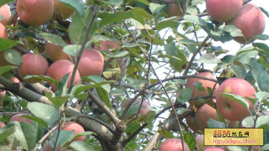 砚池山苹果特产照片