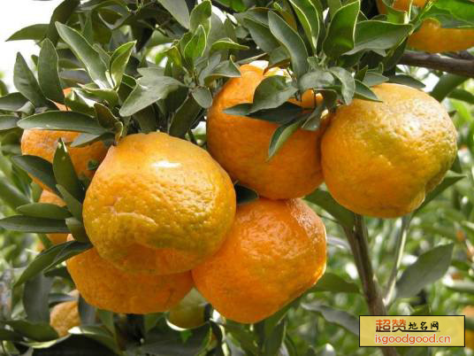 宾川柑橘特产照片