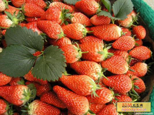 黄川草莓特产照片