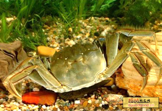 固城湖螃蟹特产照片