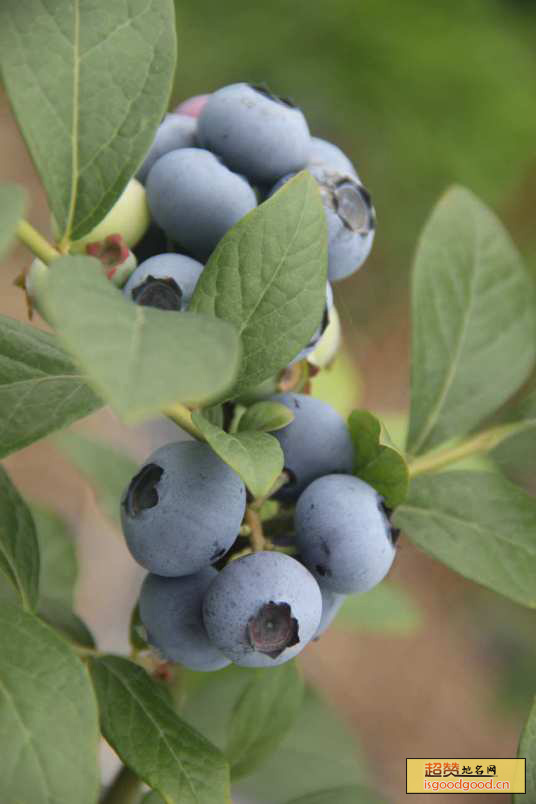 安仁蓝莓特产照片