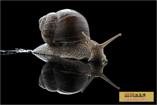 蜗牛特产照片