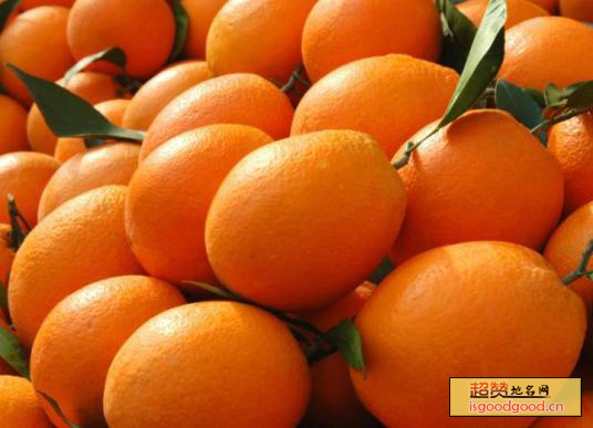 柑橙特产照片