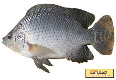 福寿鱼特产照片