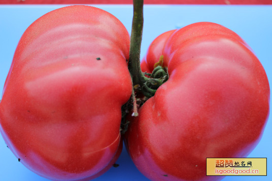 巢湖特产中垾番茄