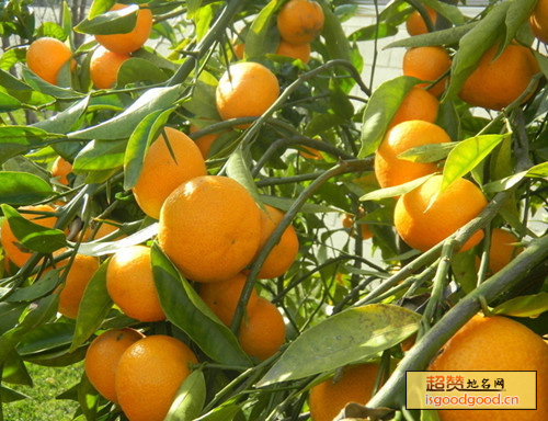 柏泉柑橘特产照片