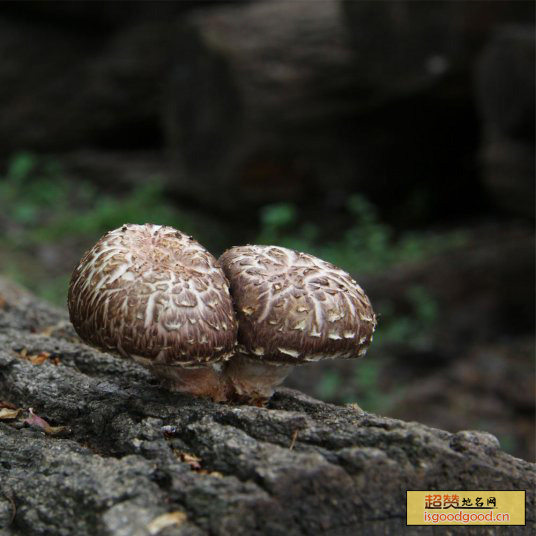 野生香菇特产照片