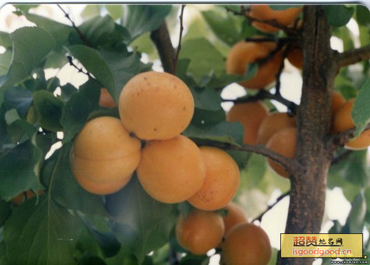 红荷包杏特产照片