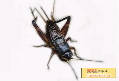 宁津蟋蟀特产照片