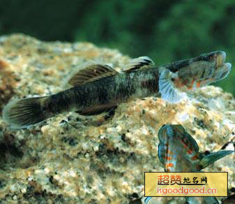 庐山石鱼特产照片