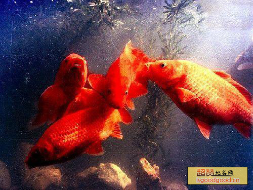 万安玻璃红鲤鱼特产照片