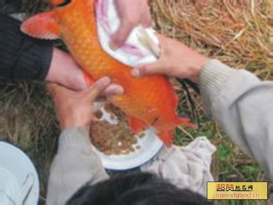 兴国红鲤特产照片