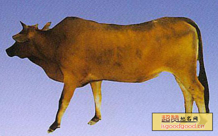 吉安黄牛特产照片