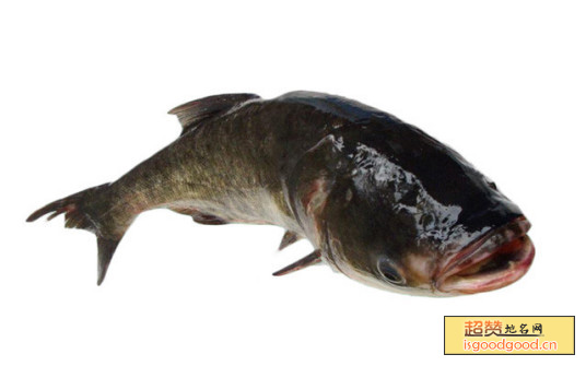 洪门鳙鱼特产照片