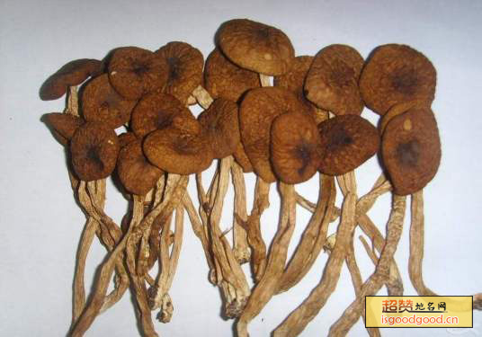 黎川茶树菇特产照片