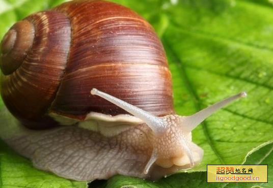 白玉蜗牛特产照片