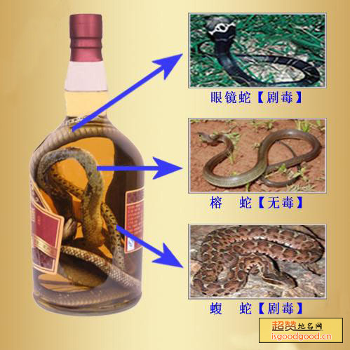 三蛇酒特产照片