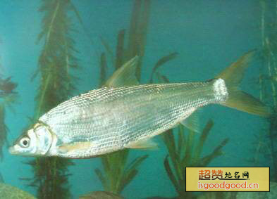 太湖白鱼特产照片