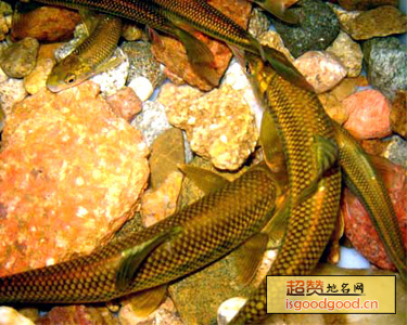 泰山赤鳞鱼特产照片