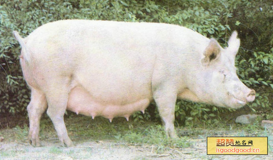 哈尔滨白猪特产照片