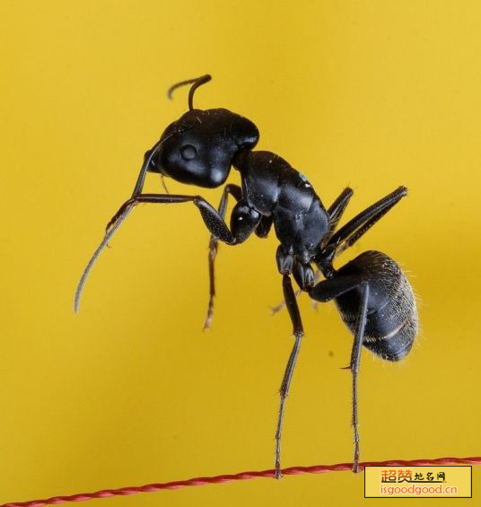 黑蚂蚁特产照片